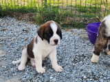 Chiots Saint-Bernard à vendre