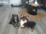 Mâle Chihuahua disponible pour saillie