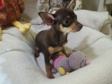 2 chiots femelles Pinscher Toy à vendre non LOF nés en février 2026