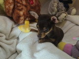 2 chiots femelles Pinscher Toy à vendre non LOF nés en février 2026