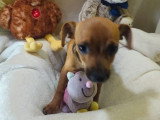 2 chiots femelles Pinscher Toy à vendre non LOF nés en février 2026