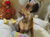 2 chiots femelles Pinscher Toy à vendre non LOF nés en février 2026