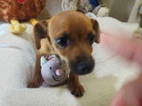 2 chiots femelles Pinscher Toy à vendre non LOF nés en février 2026