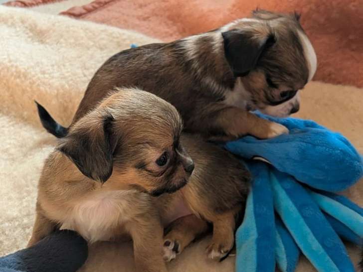 3 chiots Chihuahua Poil Long à réserver non LOF