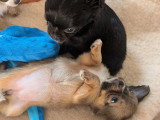 3 chiots Chihuahua Poil Long à réserver non LOF