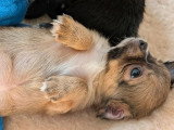 3 chiots Chihuahua Poil Long à réserver non LOF