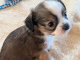 3 chiots Chihuahua Poil Long à réserver non LOF