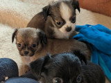 3 chiots Chihuahua Poil Long à réserver non LOF