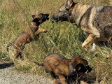 6 chiots Bergers Belges Tervueren non LOF nés en avril 2026 à vendre
