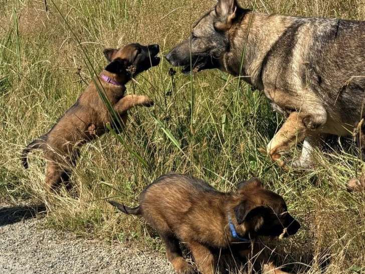 6 chiots Bergers Belges Tervueren non LOF nés en avril 2026 à vendre
