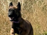 6 chiots Bergers Belges Tervueren non LOF nés en avril 2026 à vendre