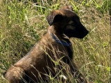 6 chiots Bergers Belges Tervueren non LOF nés en avril 2026 à vendre