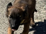 6 chiots Bergers Belges Tervueren non LOF nés en avril 2026 à vendre