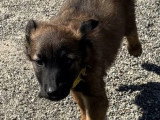 6 chiots Bergers Belges Tervueren non LOF nés en avril 2026 à vendre
