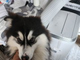 Mâle Pomsky disponible pour saillie