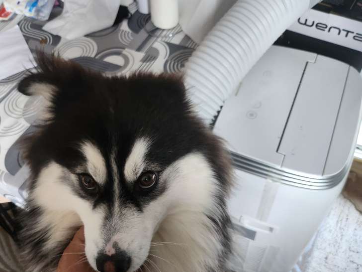 Mâle Pomsky disponible pour saillie