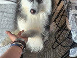 Mâle Pomsky disponible pour saillie