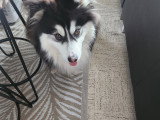 Mâle Pomsky disponible pour saillie
