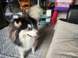 Mâle Pomsky disponible pour saillie