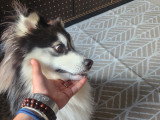 Mâle Pomsky disponible pour saillie