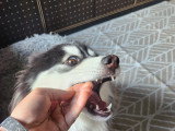 Mâle Pomsky disponible pour saillie