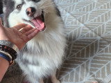 Mâle Pomsky disponible pour saillie