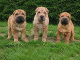 3 chiots Shar-Pei fauves non LOF nés en avril 2026 à vendre