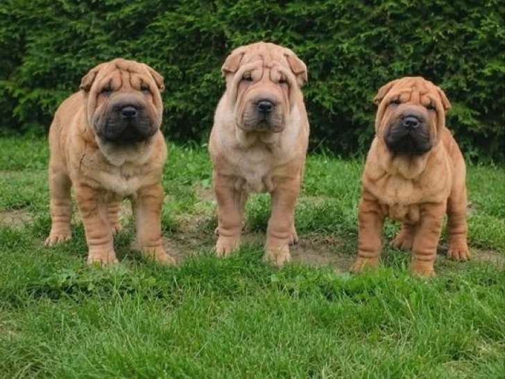 3 chiots Shar-Pei fauves non LOF nés en avril 2026 à vendre