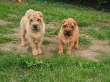 3 chiots Shar-Pei fauves non LOF nés en avril 2026 à vendre