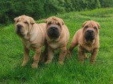 3 chiots Shar-Pei fauves non LOF nés en avril 2026 à vendre