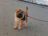 3 chiots Shar-Pei fauves non LOF nés en avril 2026 à vendre