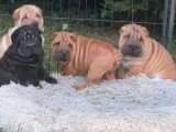 3 chiots Shar-Pei fauves non LOF nés en avril 2026 à vendre