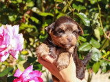 Chiot Yorkshire Biewer chocolat mâle non LOF à vendre