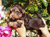 Chiot Yorkshire Biewer chocolat mâle non LOF à vendre