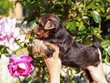 Chiot Yorkshire Biewer chocolat mâle non LOF à vendre