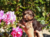 Chiot Yorkshire Biewer chocolat mâle non LOF à vendre
