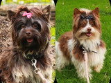 Chiot Yorkshire Biewer chocolat mâle non LOF à vendre