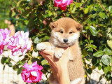 Portée de 6 chiots Shiba Inu fauves non LOF à vendre