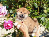 Portée de 6 chiots Shiba Inu fauves non LOF à vendre