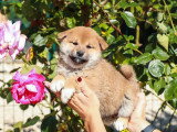 Portée de 6 chiots Shiba Inu fauves non LOF à vendre