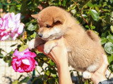 Portée de 6 chiots Shiba Inu fauves non LOF à vendre