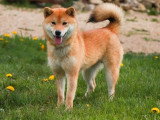 Portée de 6 chiots Shiba Inu fauves non LOF à vendre