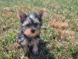 Chiot femelle Yorkshire non LOF née en mars 2026 à vendre