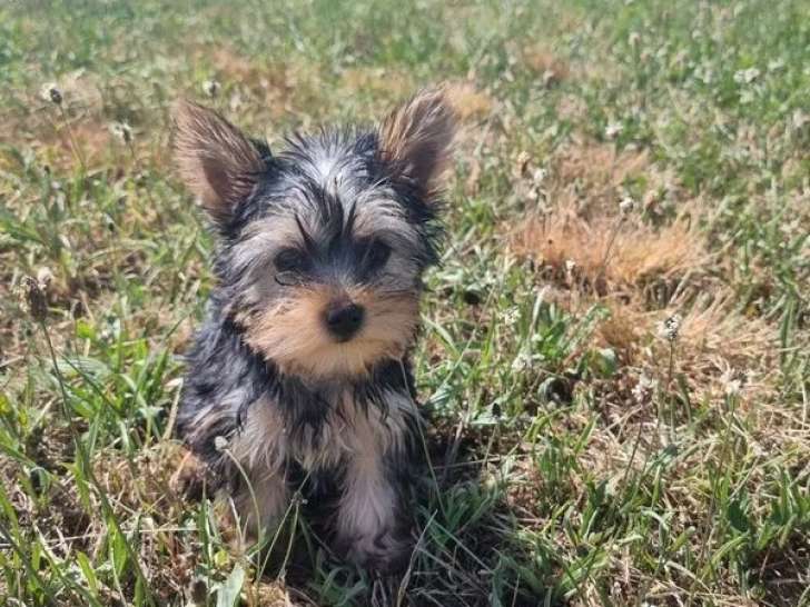 Chiot femelle Yorkshire non LOF née en mars 2026 à vendre