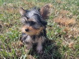 Chiot femelle Yorkshire non LOF née en mars 2026 à vendre