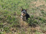 Chiot femelle Yorkshire non LOF née en mars 2026 à vendre