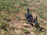 Chiot femelle Yorkshire non LOF née en mars 2026 à vendre