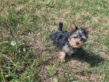 Chiot femelle Yorkshire non LOF née en mars 2026 à vendre