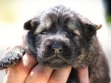 À réserver : 11 chiots Altdeutscher Schäferhund non LOF de juin 2026