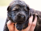 À réserver : 11 chiots Altdeutscher Schäferhund non LOF de juin 2026